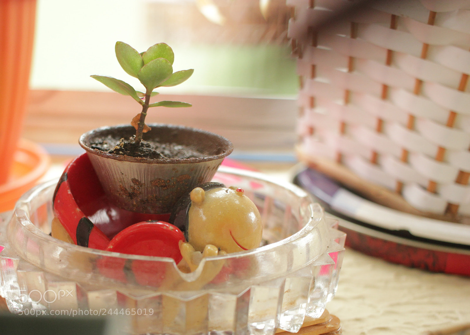 Canon EOS 550D (EOS Rebel T2i / EOS Kiss X4) sample photo. Small pote photography