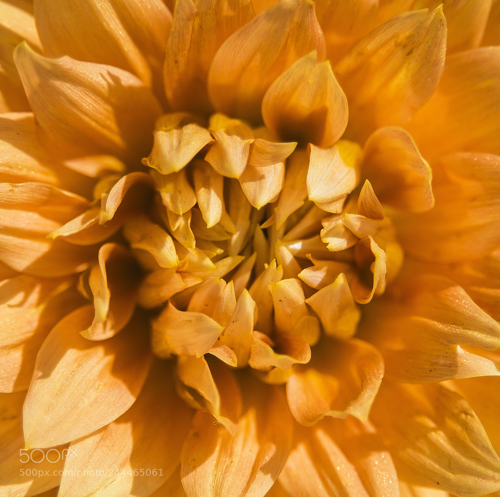 Nikon D800 sample photo. The heart of a photography