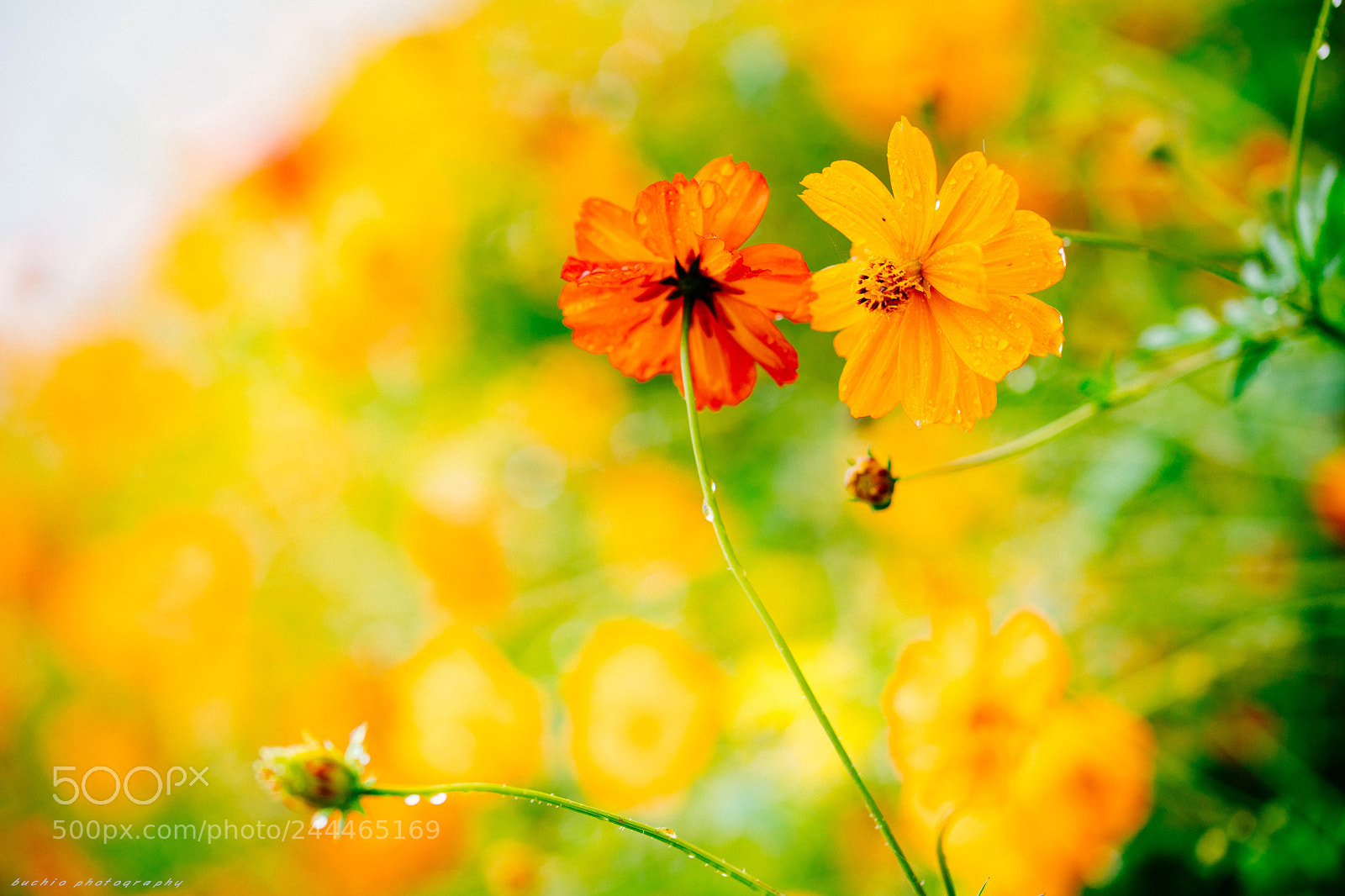 Canon EOS 5DS R sample photo. Cosmos sulphureus photography
