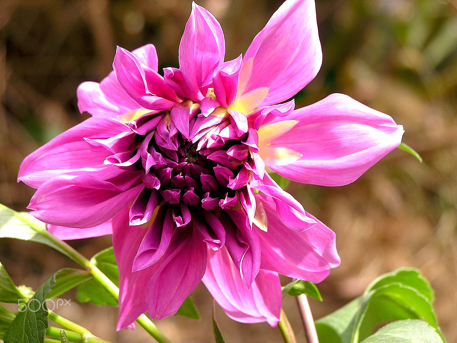 Olympus C740UZ sample photo. Purple dahlia photography