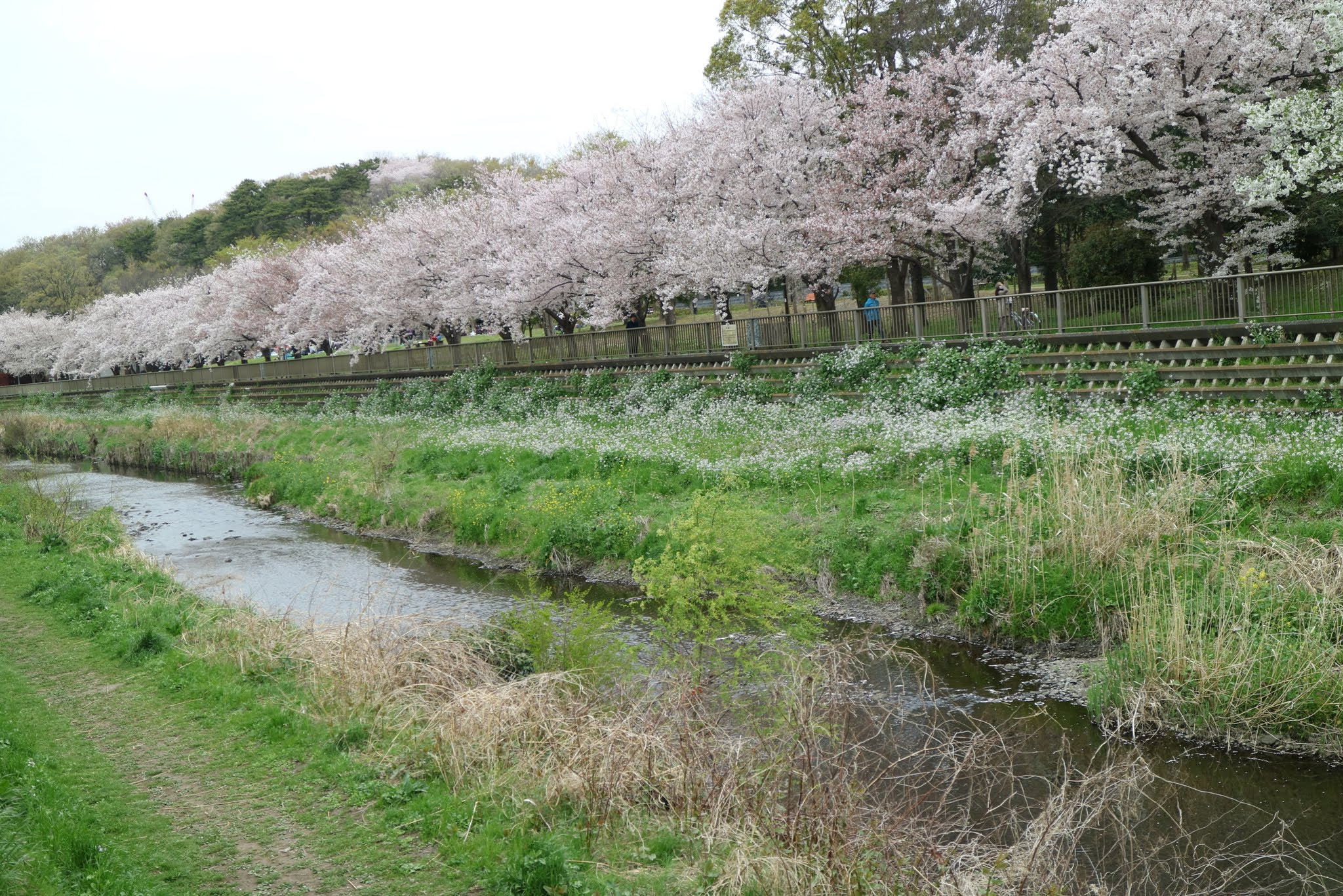 Canon EOS M3 sample photo. Sakura bloom photography