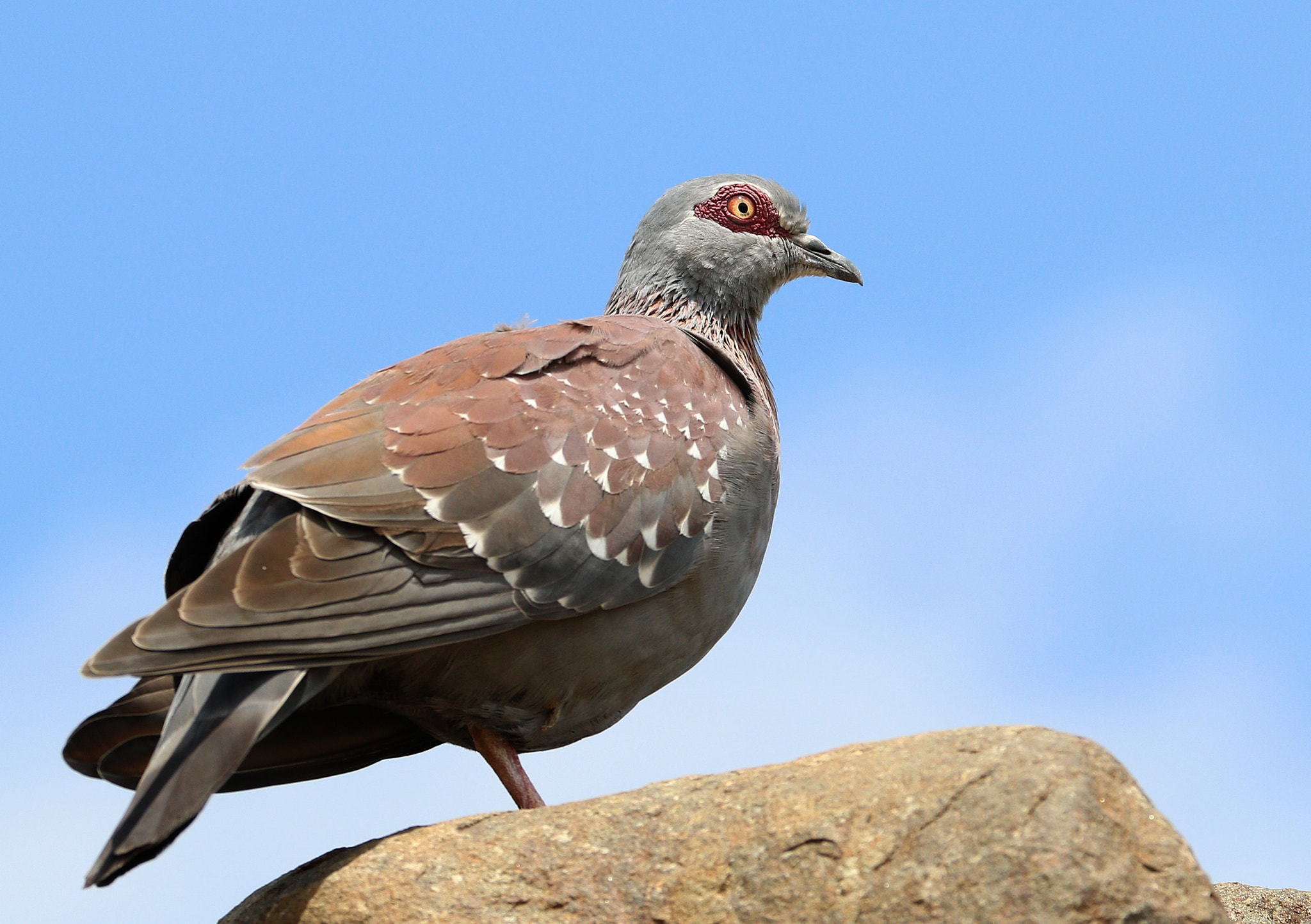 Canon EOS 7D Mark II sample photo. Rock pigeon photography