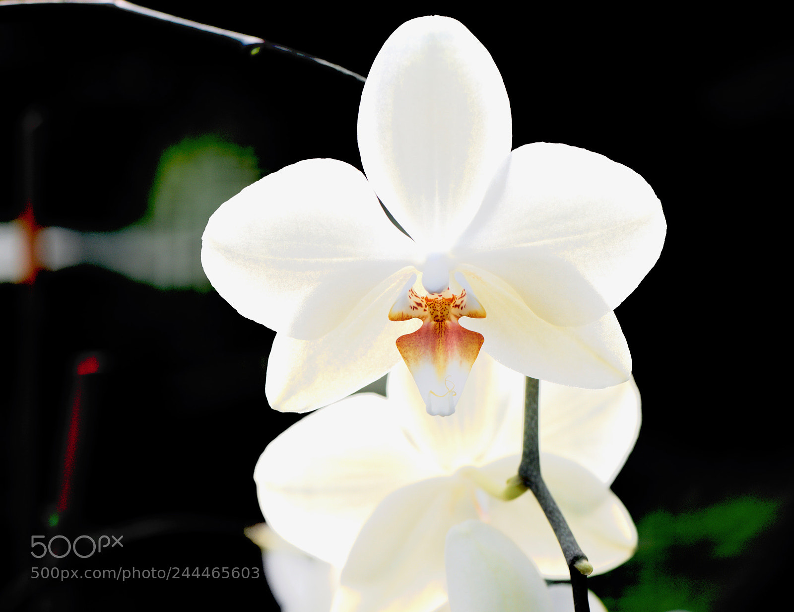 Nikon D810 sample photo. Orchidée photography