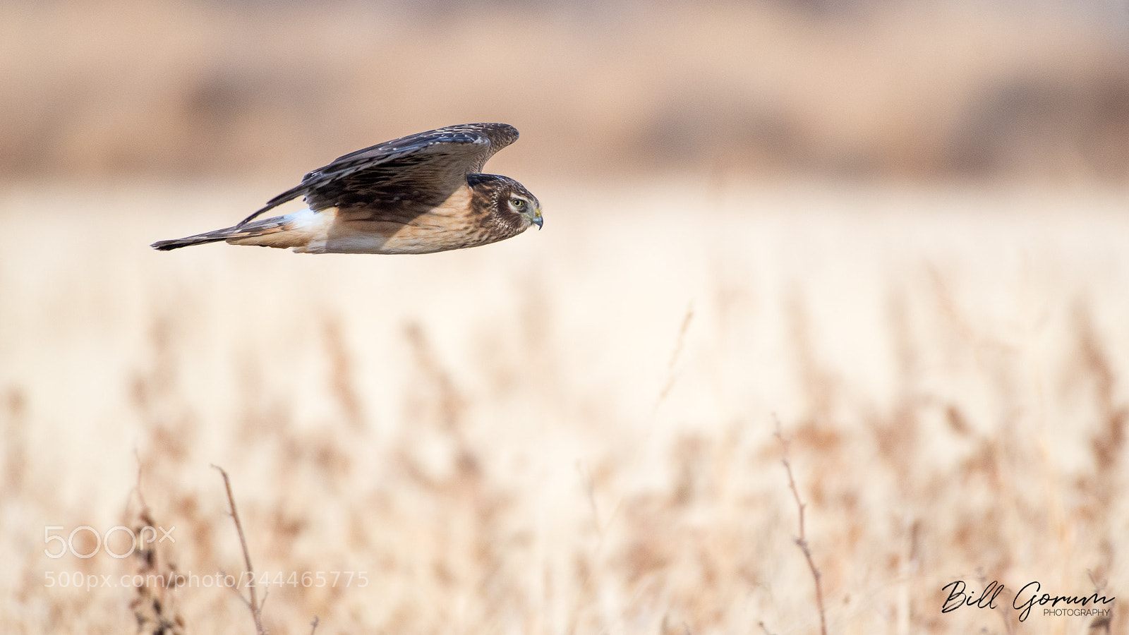 Nikon D500 sample photo. Northern harrier photography