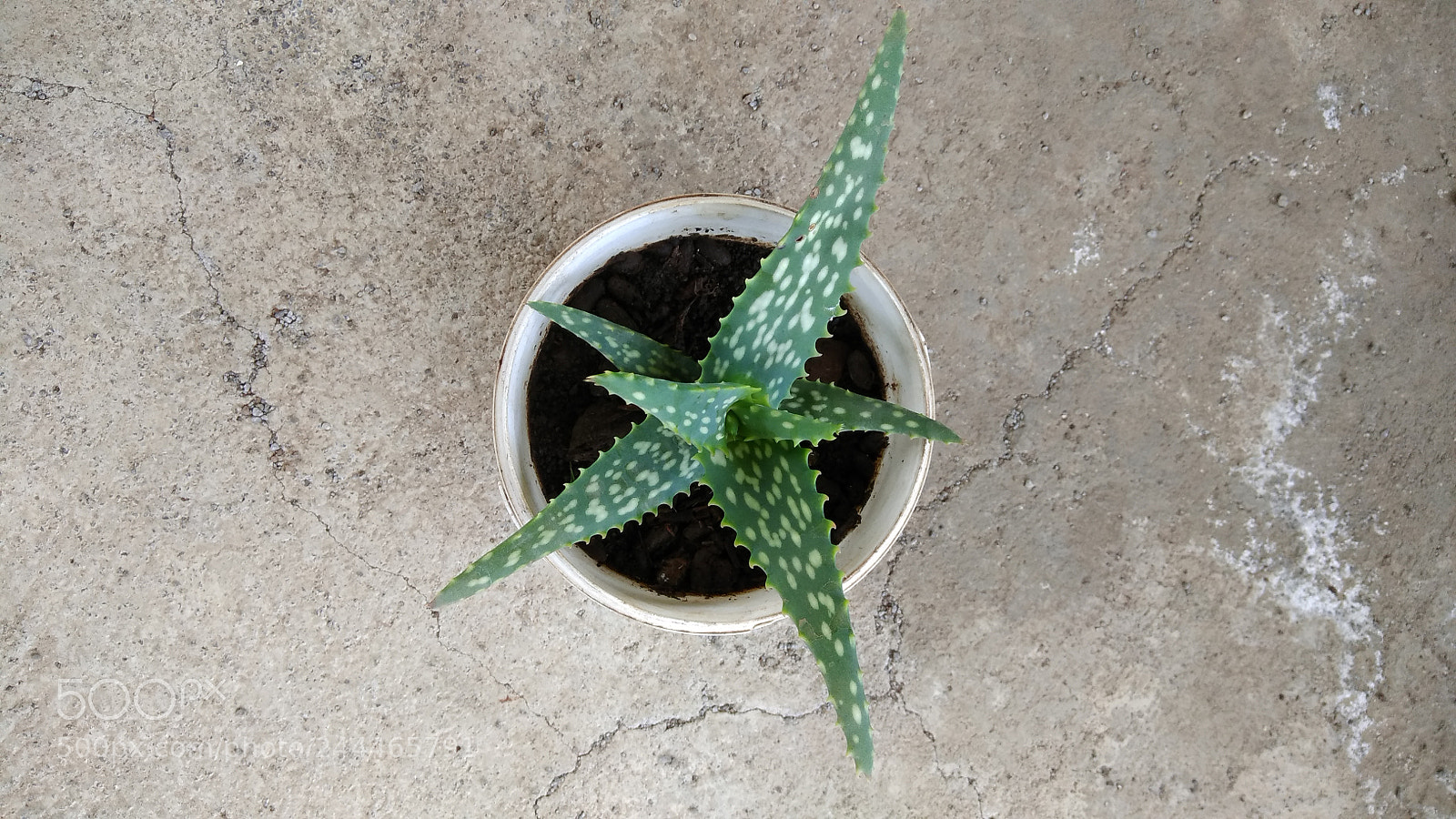 Xiaomi Redmi Note 4X sample photo. Aloe ? photography