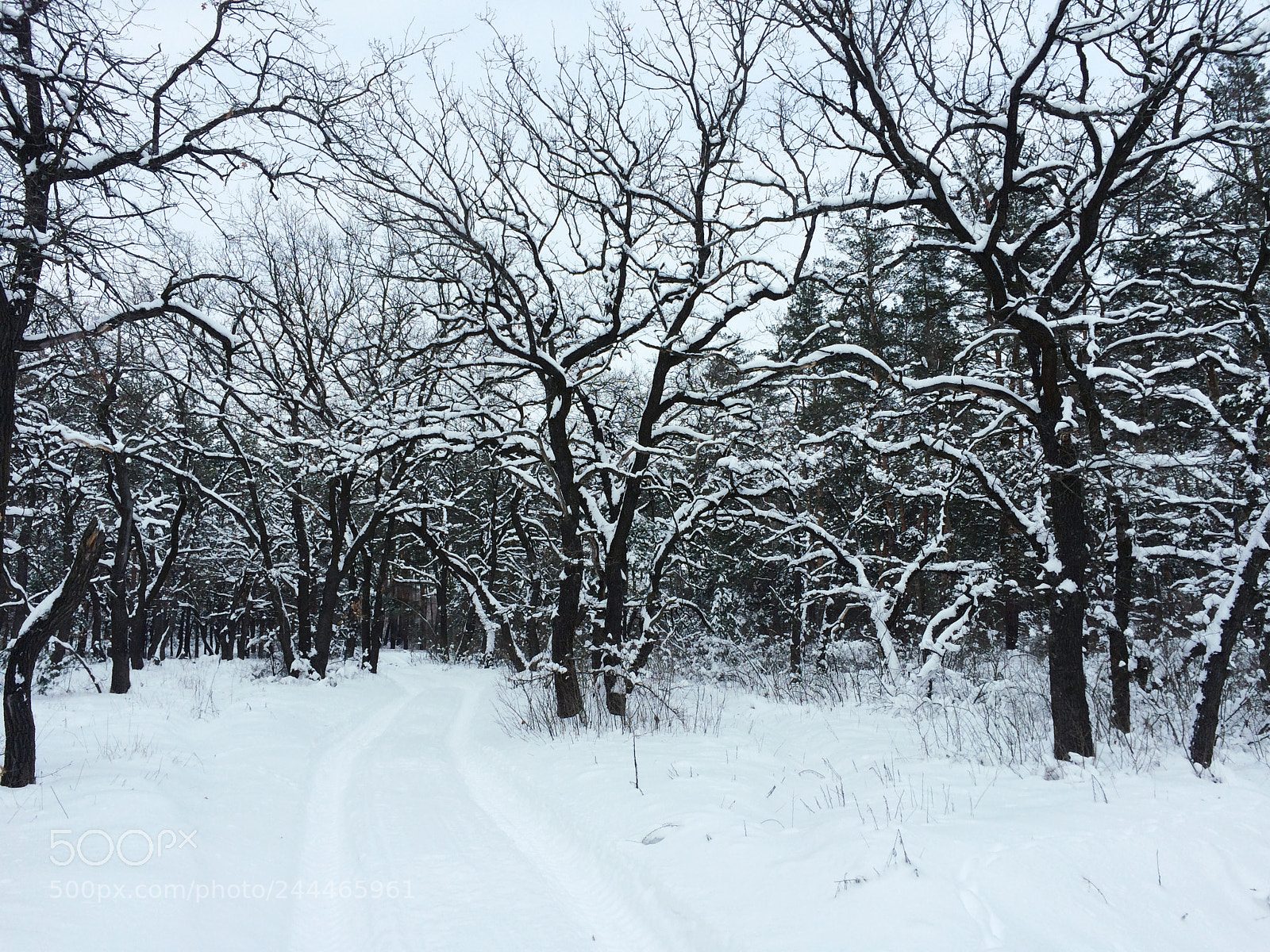 Apple iPhone 5s sample photo. The white silence photography