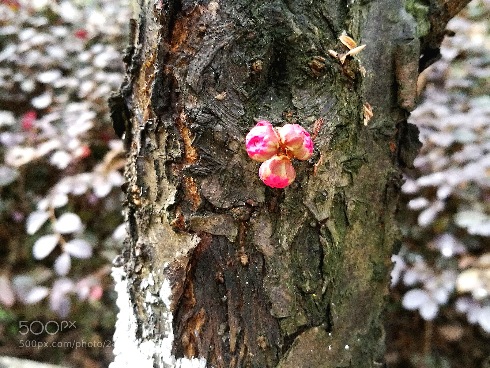 HUAWEI Honor 8 sample photo. Red plum photography