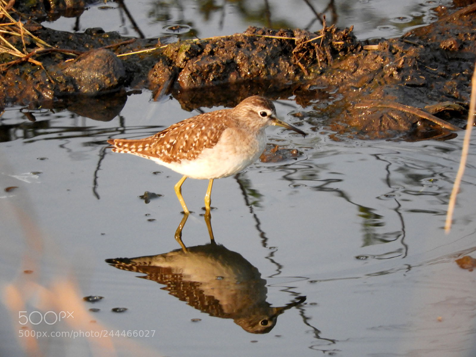 Nikon Coolpix B700 sample photo. Sandpiper photography