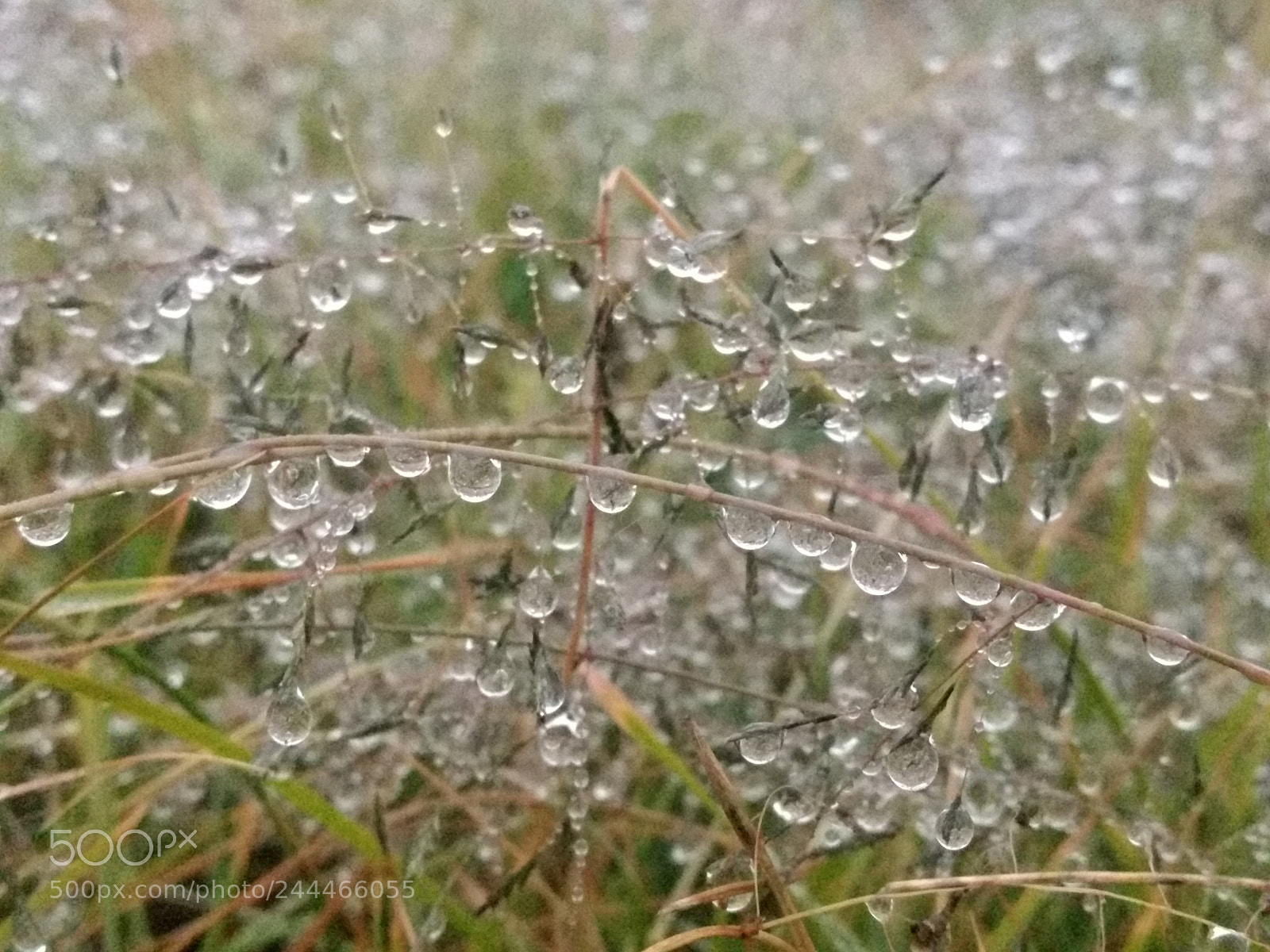 Motorola Moto Z Play sample photo. Wild grass dew drops photography