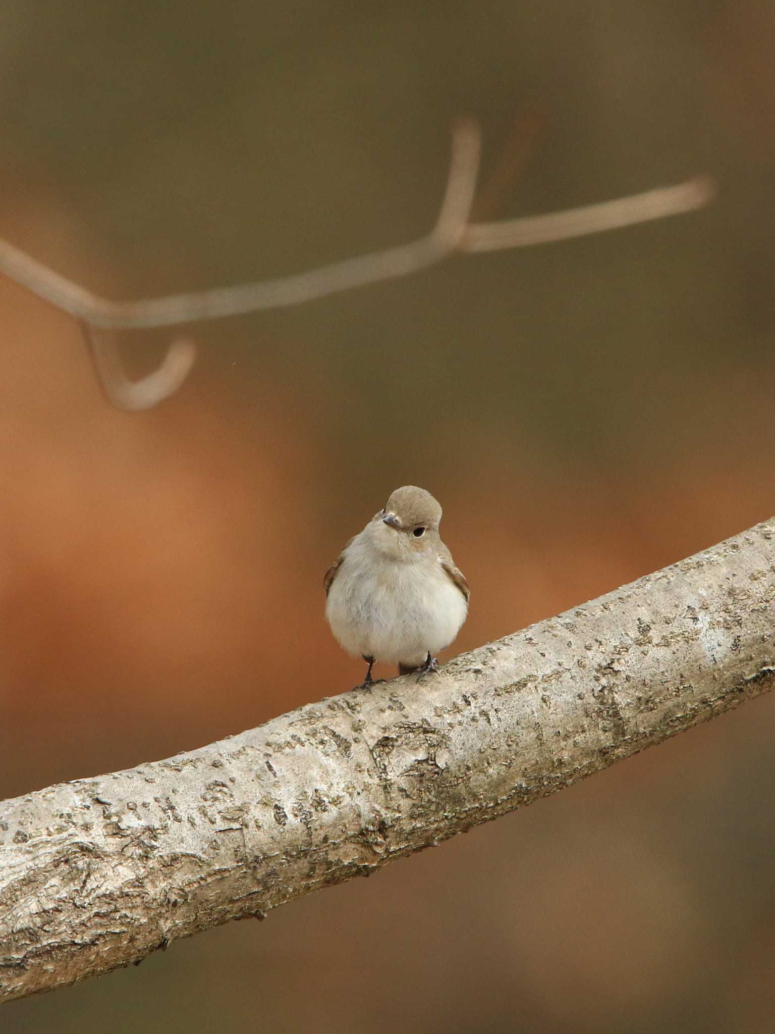 Canon EOS 7D Mark II + Canon EF 400mm F2.8L IS USM sample photo. Red-breasted flycatcher オジロビタキ ♀ photography