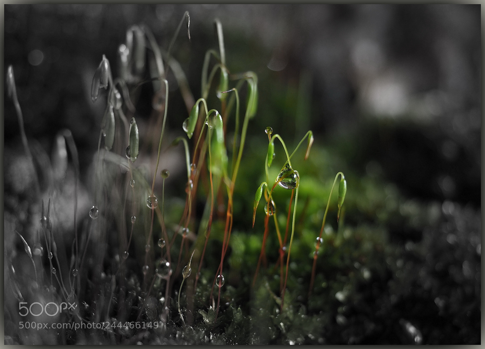 Olympus OM-D E-M1 Mark II sample photo. Macroworld photography