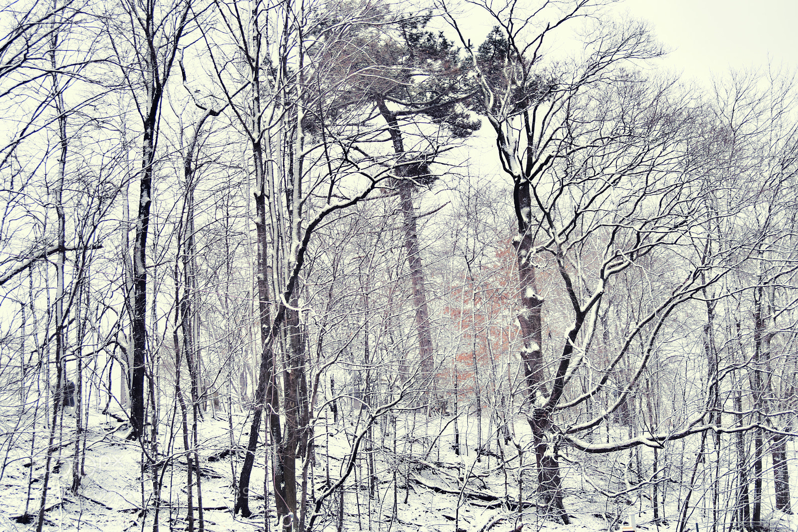 Nikon D5500 sample photo. Greenwood in snow photography