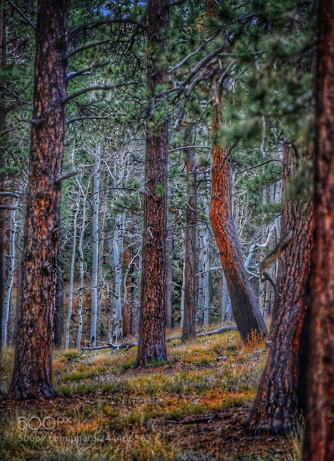 Nikon D810 sample photo. Forest meditation photography