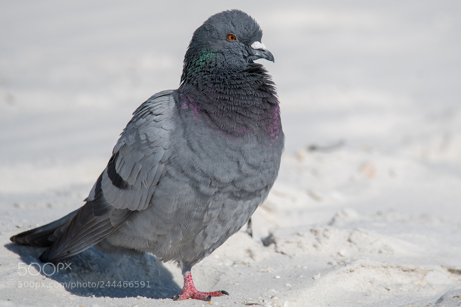 Nikon D500 sample photo. Pigeon on one leg photography