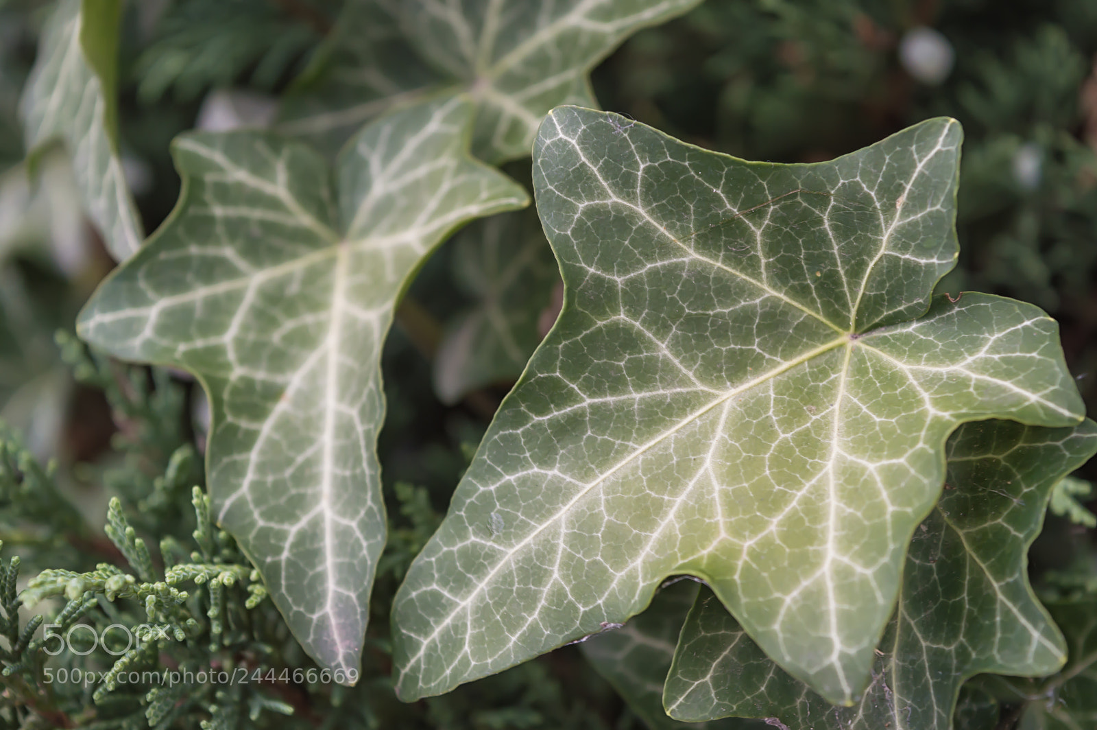 Nikon D3200 sample photo. Plant perfection photography