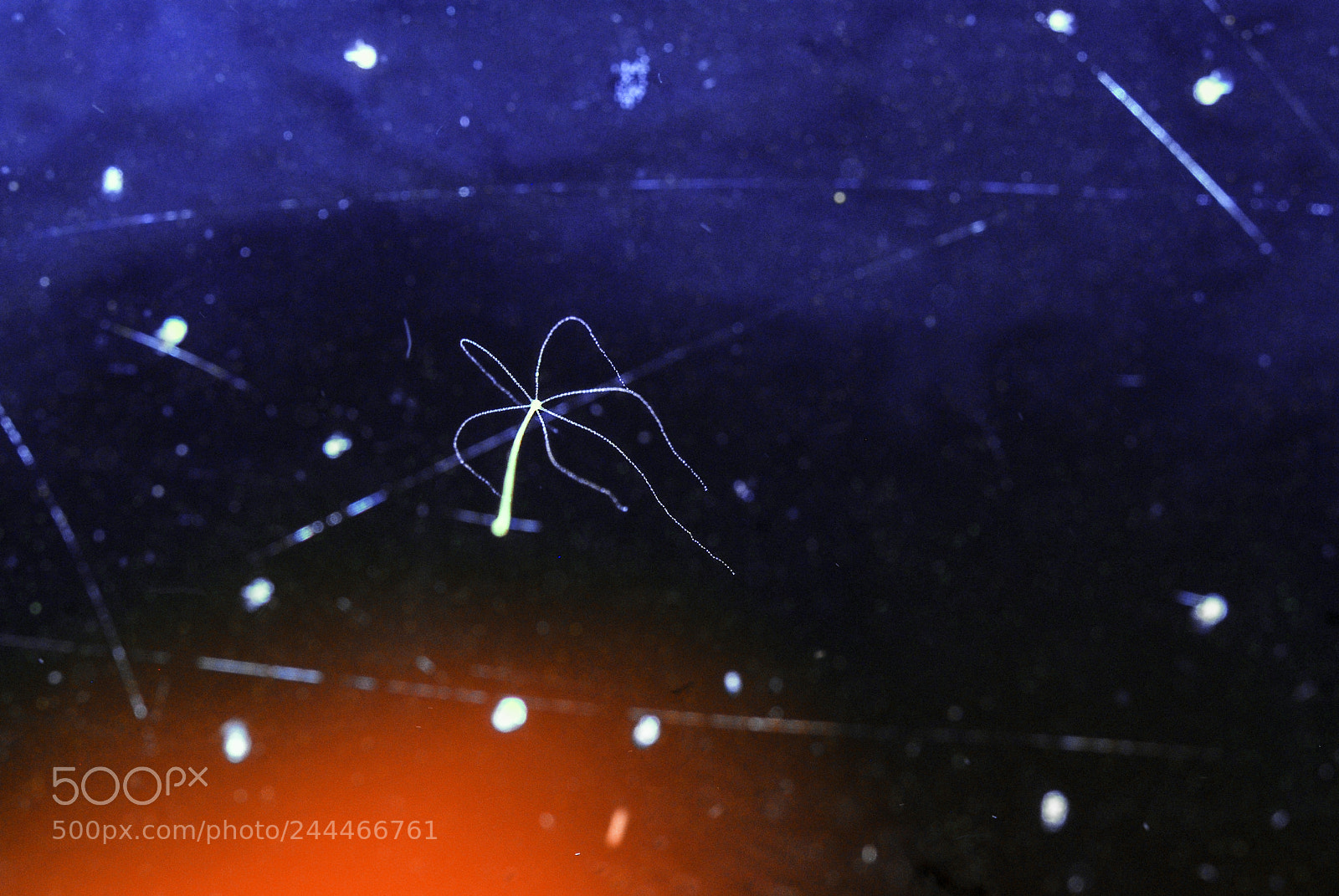 Nikon D80 sample photo. Microcosmos photography