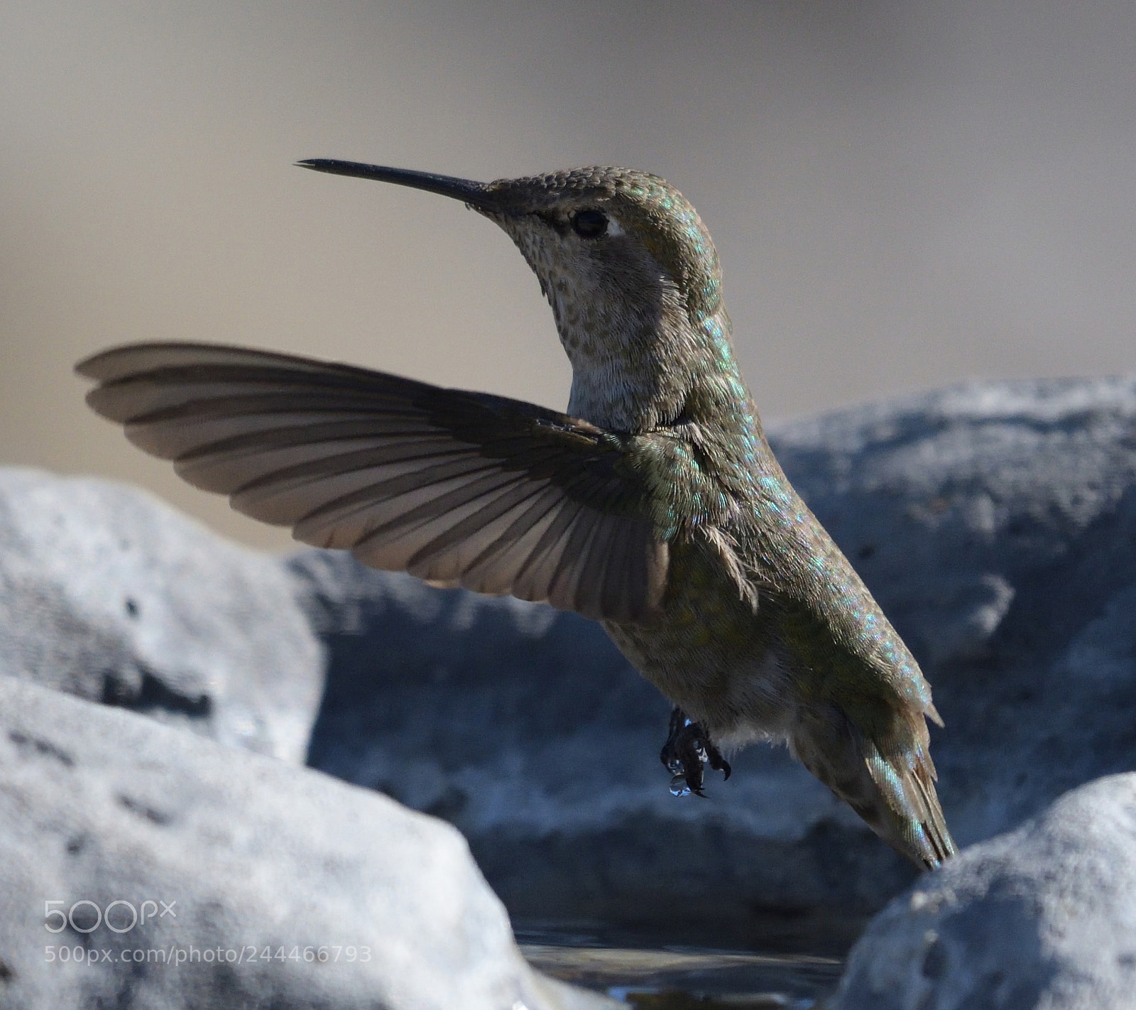 Nikon D500 sample photo. Copy photography