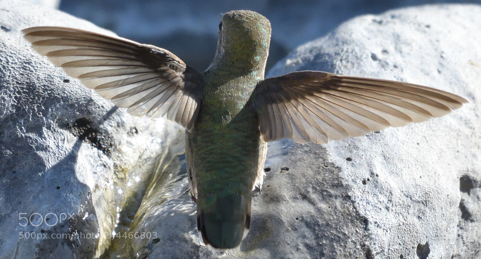 Nikon D500 sample photo. Copy photography