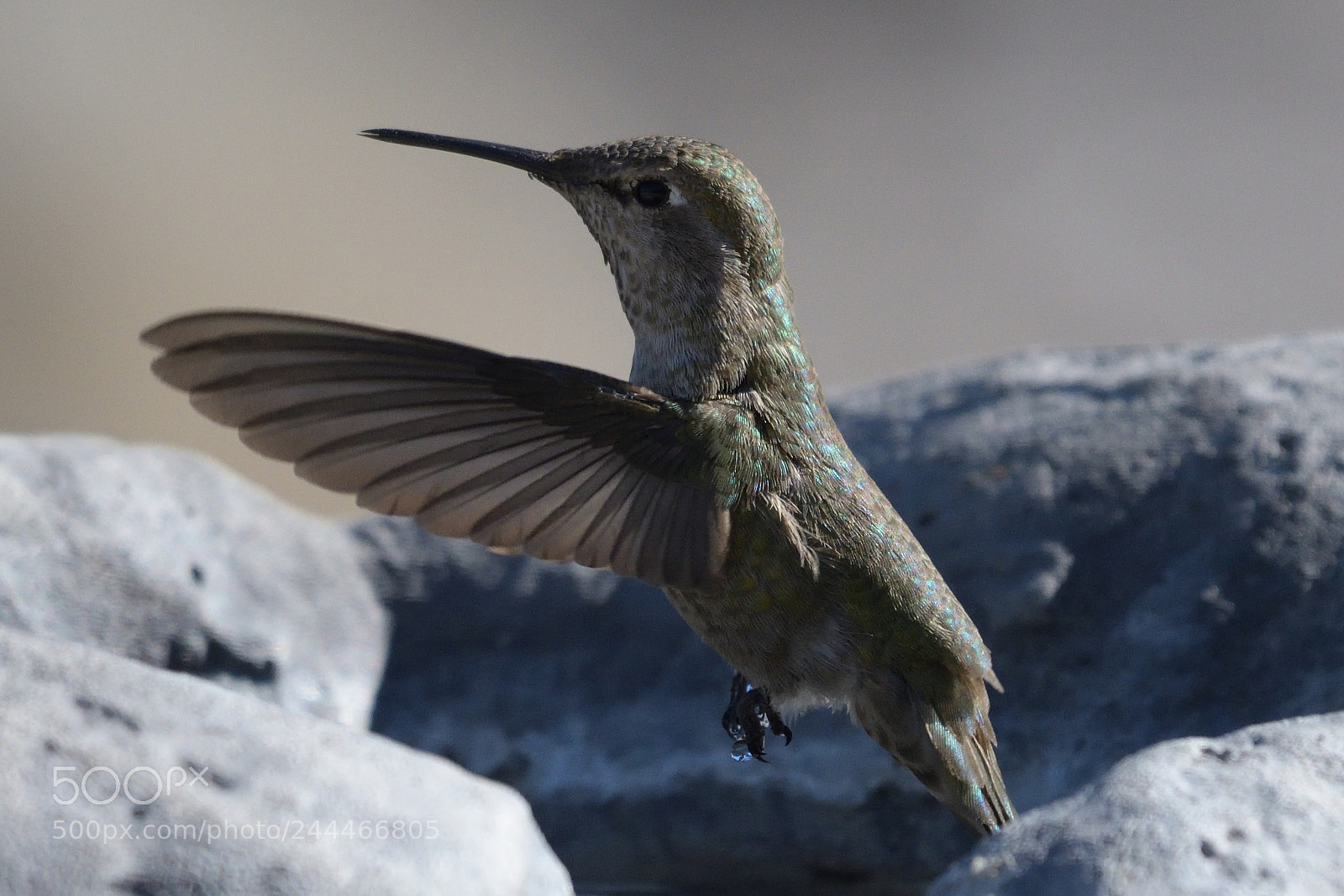 Nikon AF-S Nikkor 200-500mm F5.6E ED VR sample photo. Copy photography
