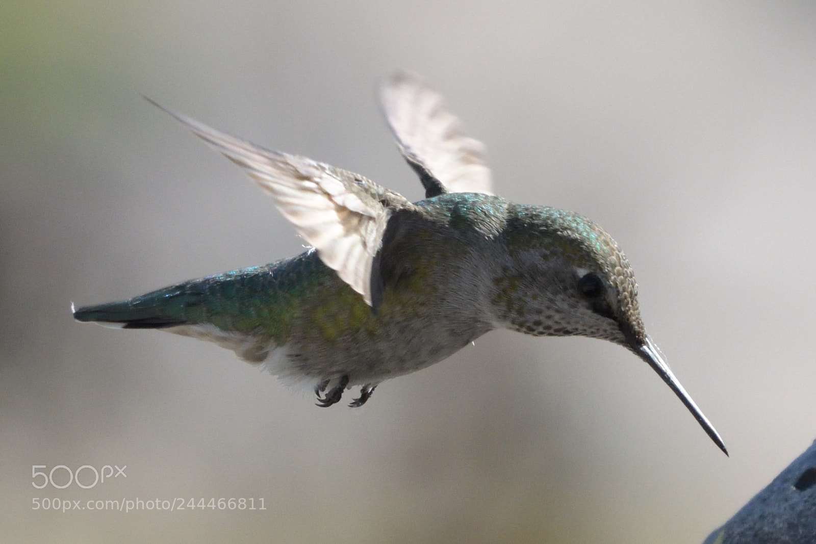 Nikon AF-S Nikkor 200-500mm F5.6E ED VR sample photo. Copy photography