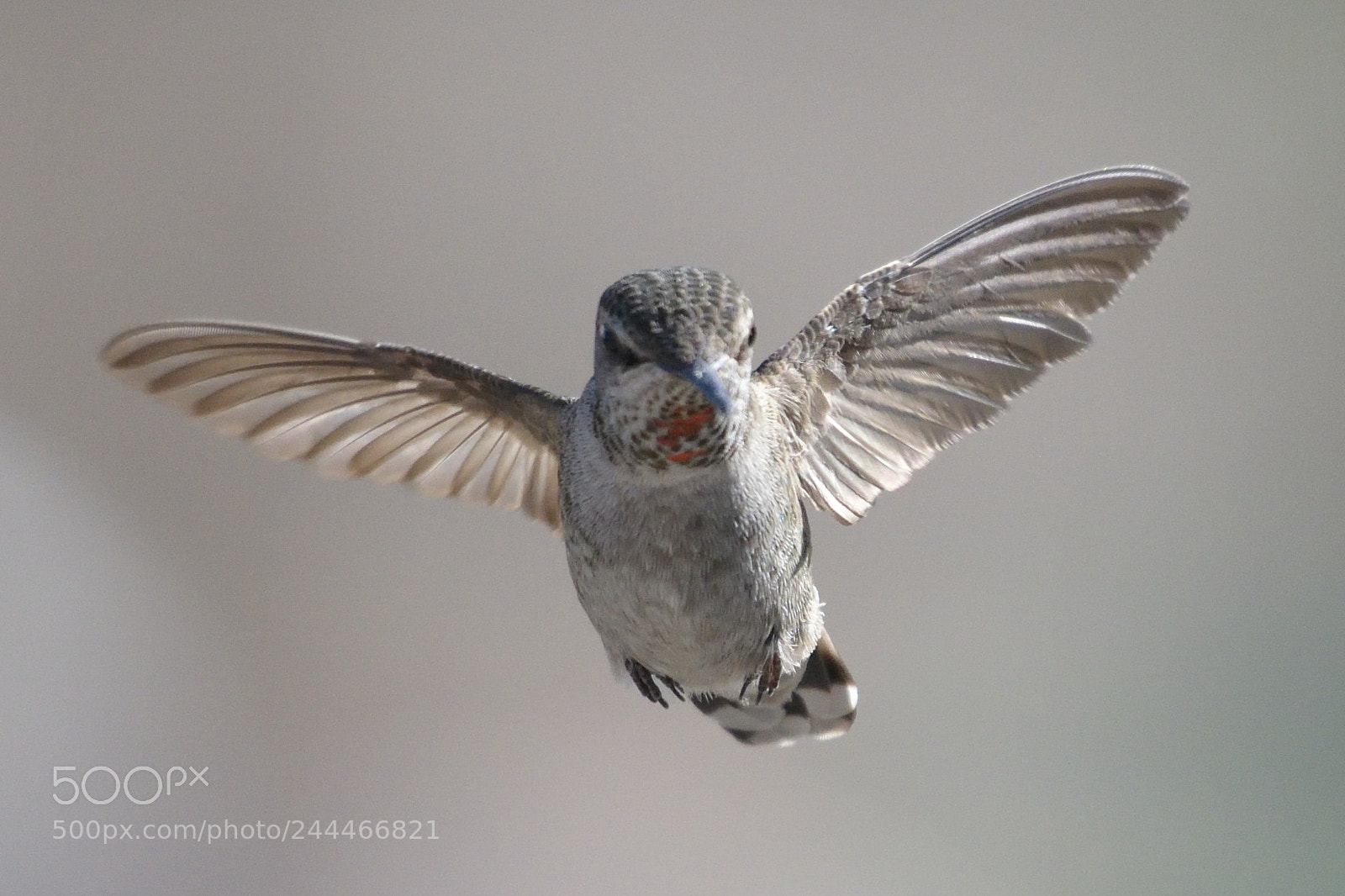 Nikon AF-S Nikkor 200-500mm F5.6E ED VR sample photo. Copy photography