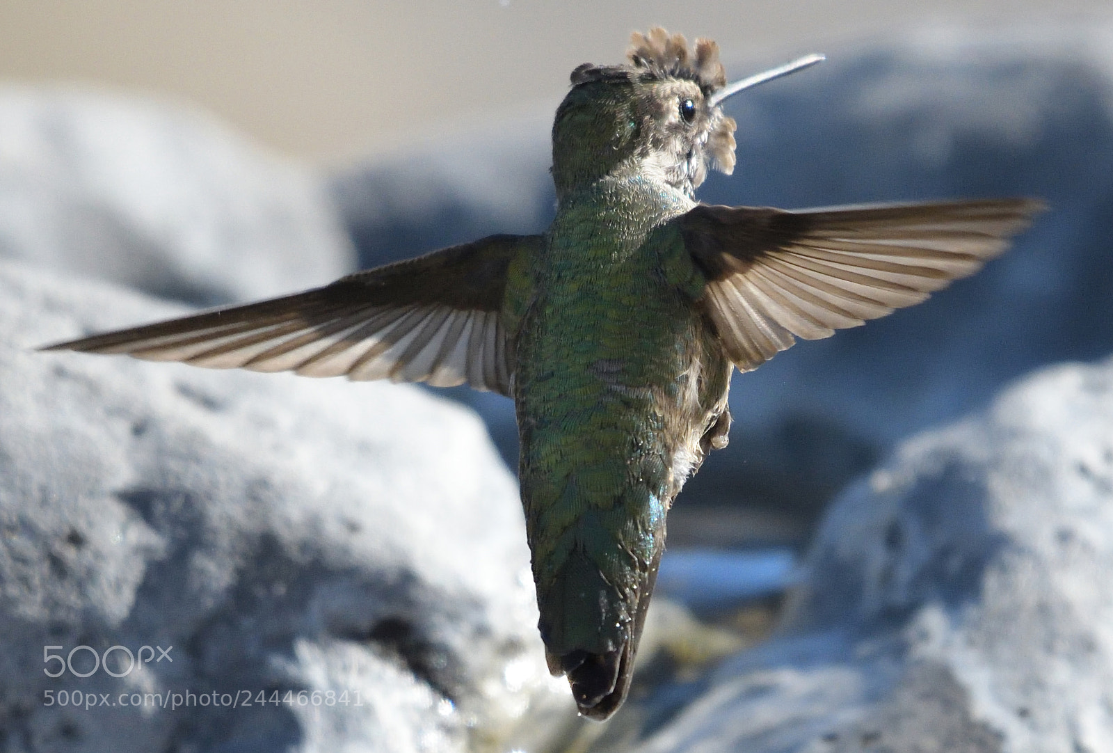 Nikon D500 sample photo. Copy photography