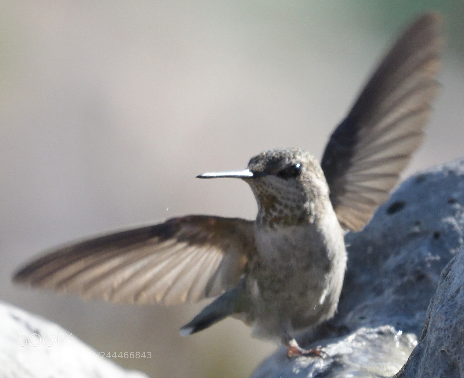 Nikon D500 sample photo. Copy photography