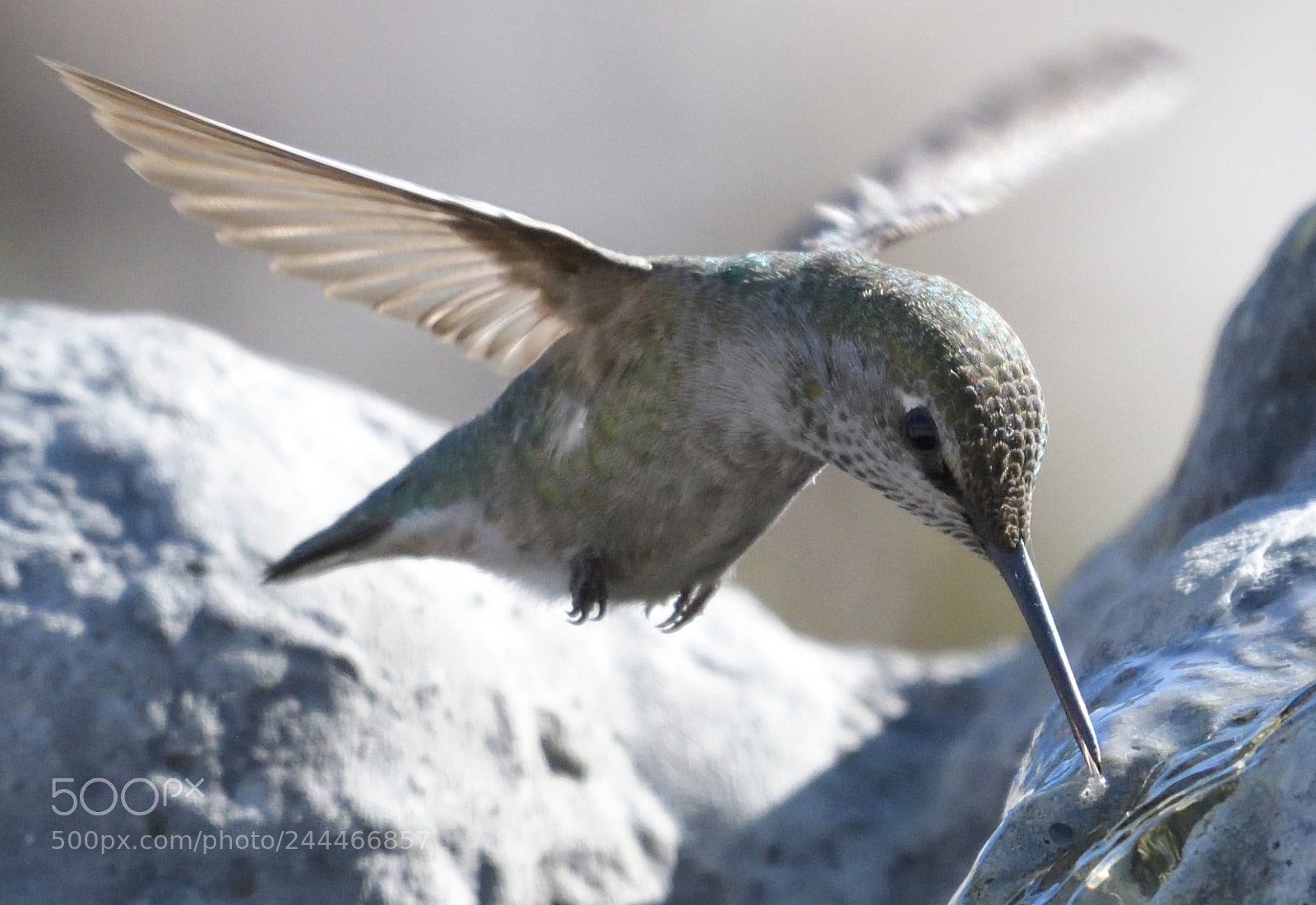 Nikon D500 sample photo. Copy photography