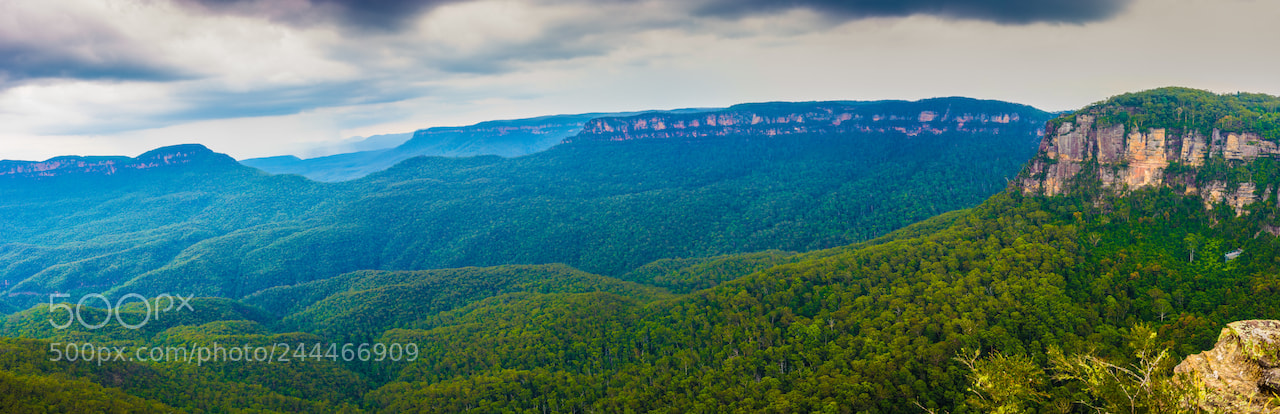 Nikon D810 sample photo. Blue mountains with eucalyptus photography