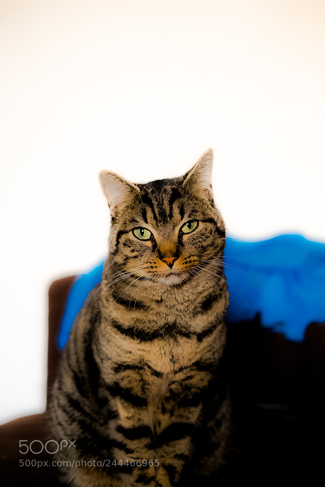 Fujifilm X-T1 sample photo. Untitled photography