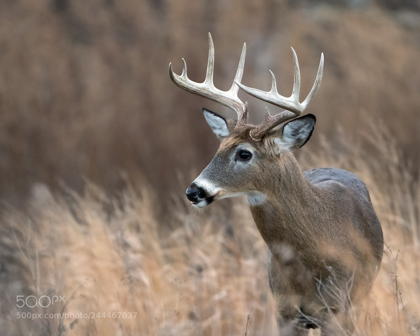 Canon EOS 7D Mark II sample photo. Ten pointer photography