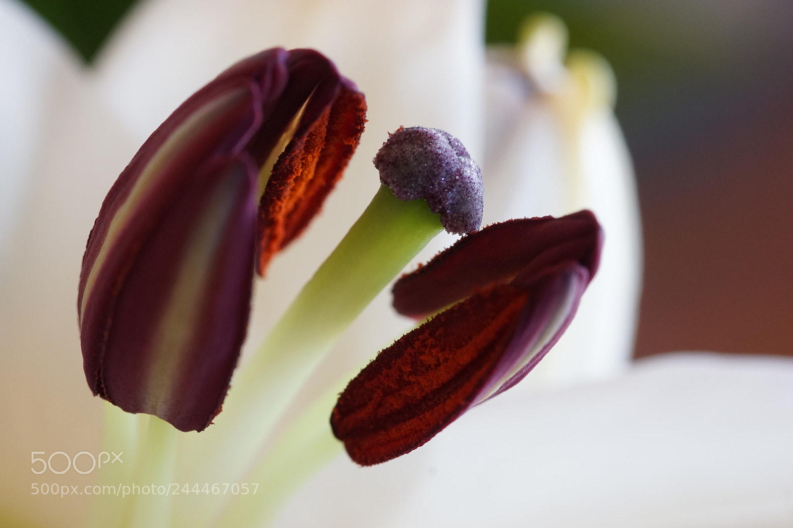 Sony ILCA-77M2 sample photo. Lilium "souvenir blanc" photography