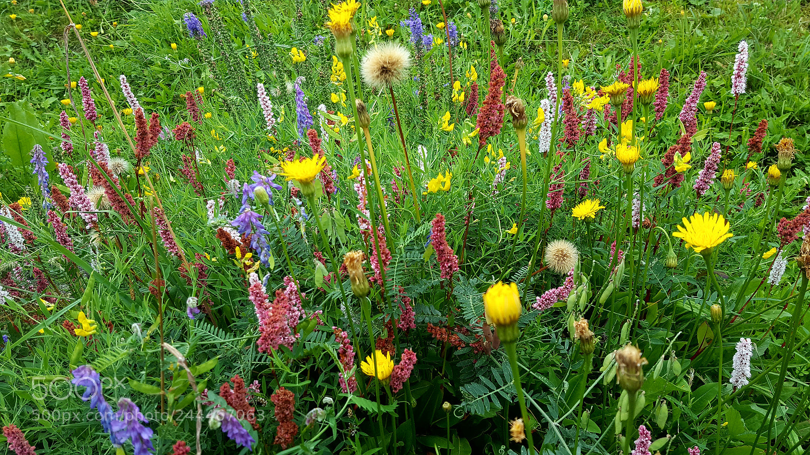 Samsung Galaxy S6 sample photo. Nature élément photography