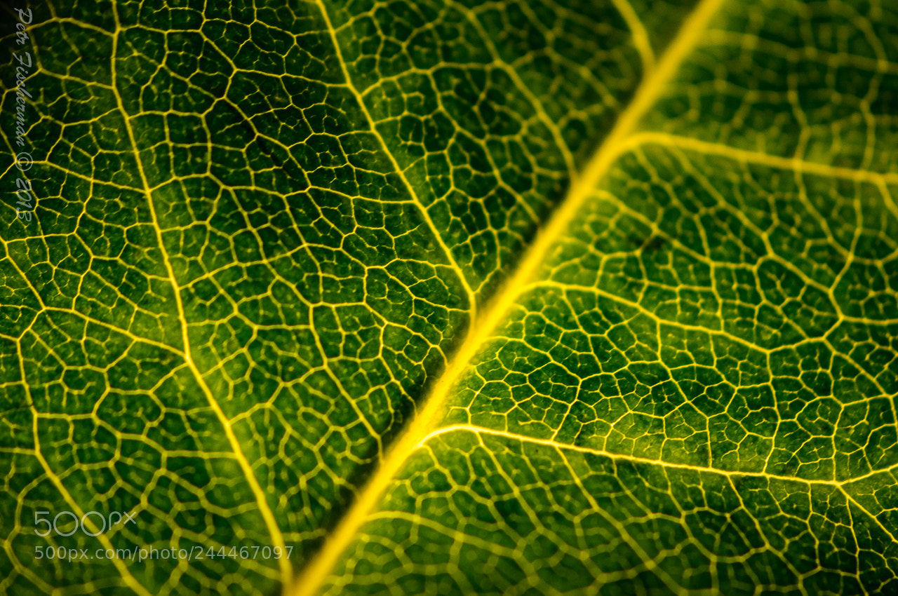Nikon D300S sample photo. The leaf of a photography