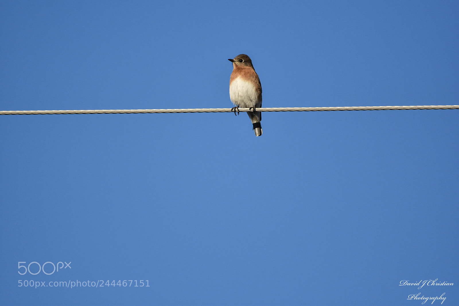 Nikon D3400 sample photo. Bird on a wire photography