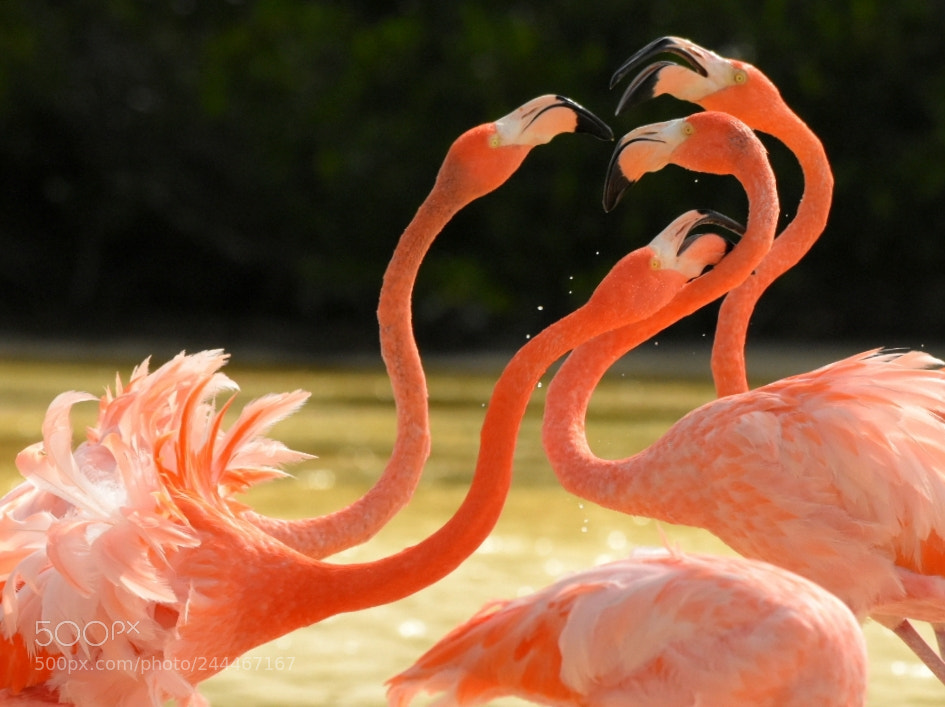 Nikon D7200 sample photo. Flamingos 4 - the discussion photography