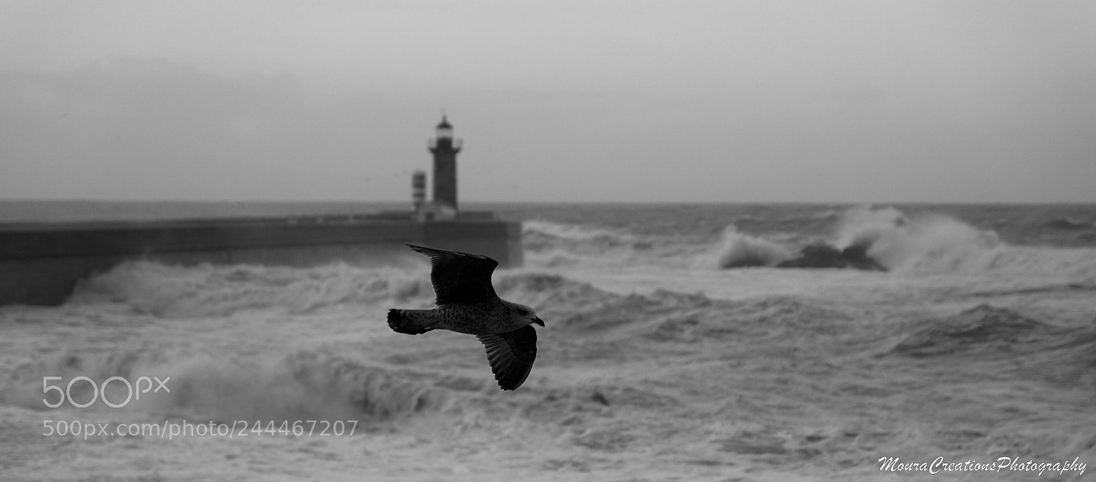 Sony ILCA-77M2 sample photo. Gaivota de mares. photography