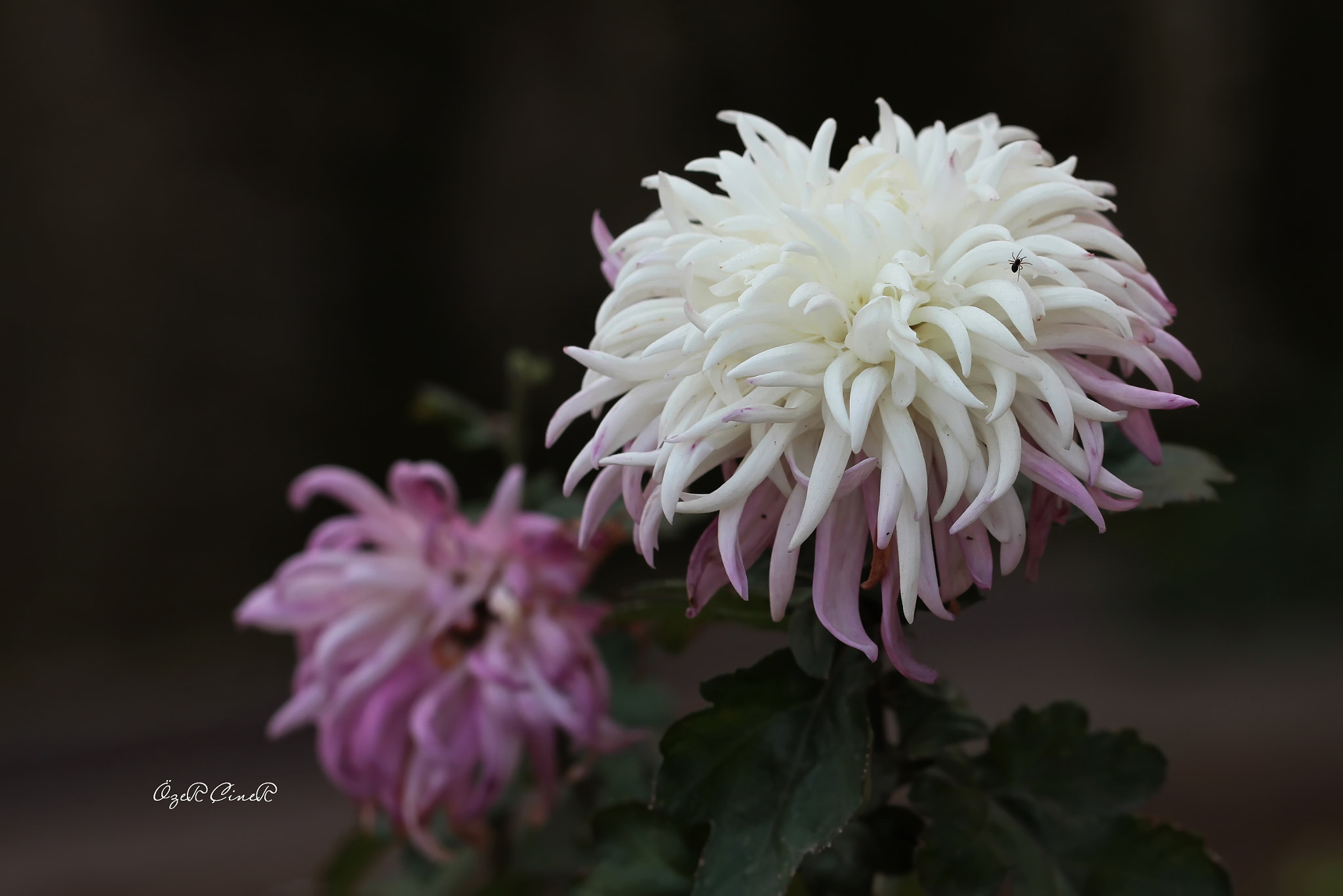 Canon EOS 7D sample photo. Chrysanthemums photography