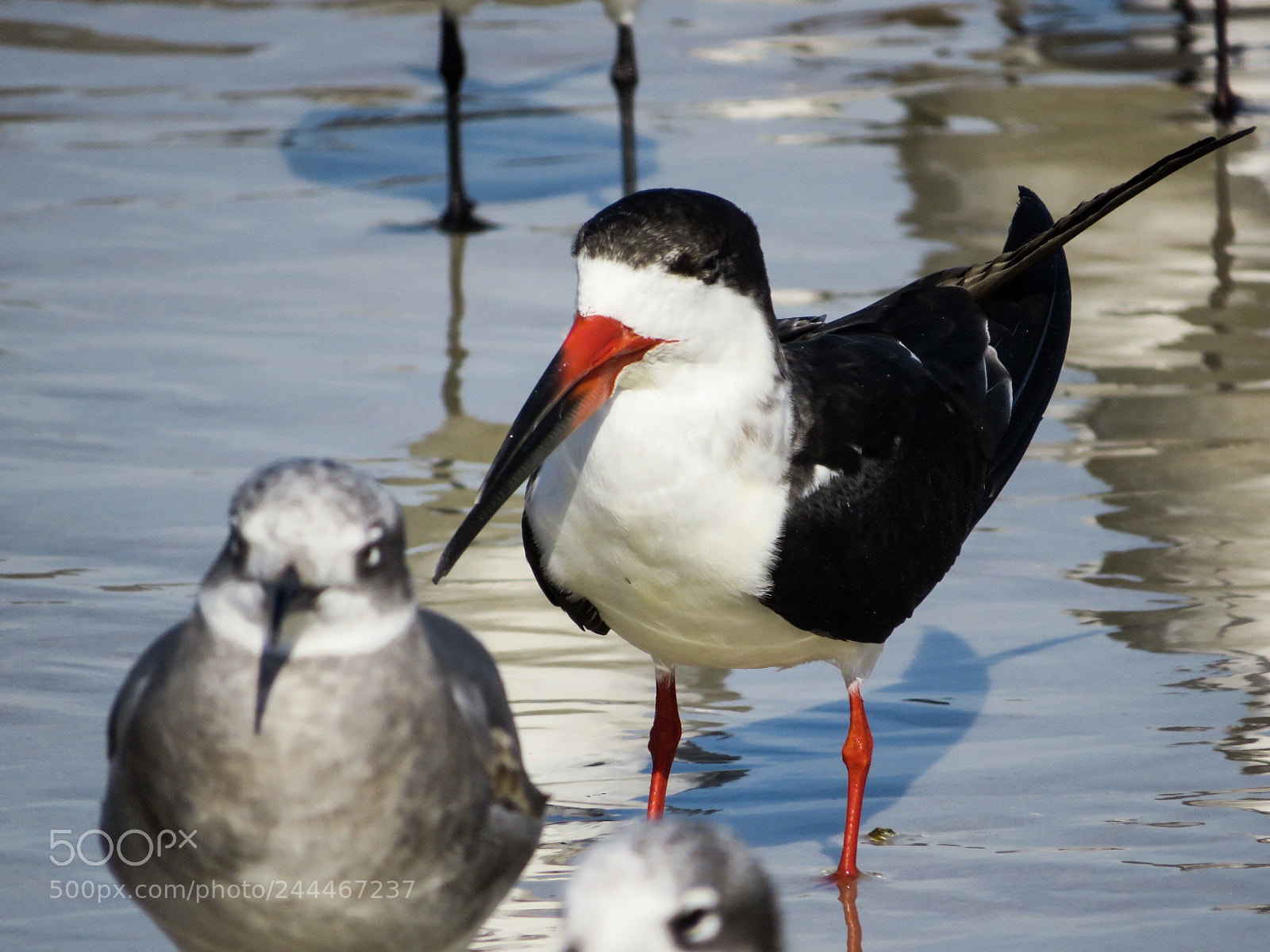 Canon PowerShot SX540 HS sample photo. Birds photography