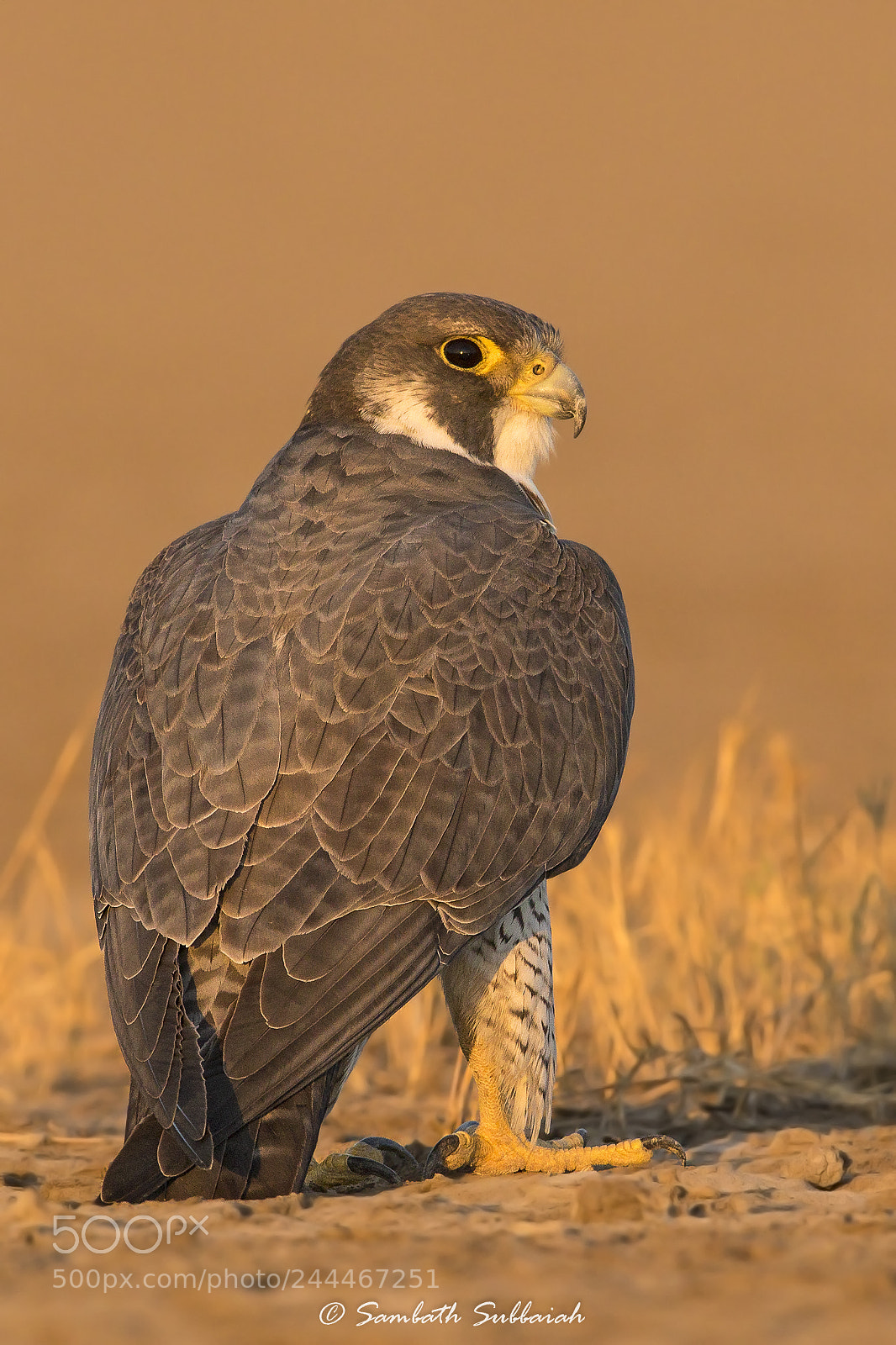 Canon EOS 7D Mark II sample photo. Peregrine falcon photography