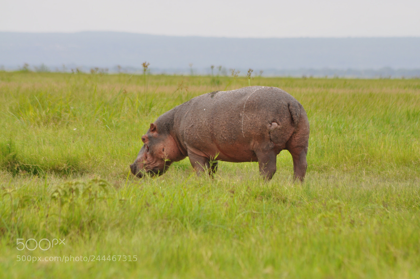 Nikon D5000 sample photo. Hippo photography