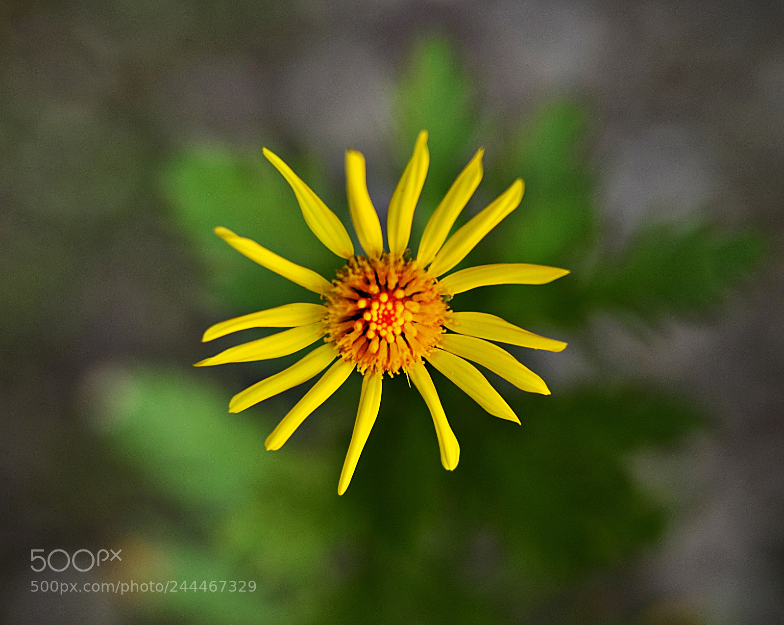 Nikon D3100 sample photo. Serie flowers photography