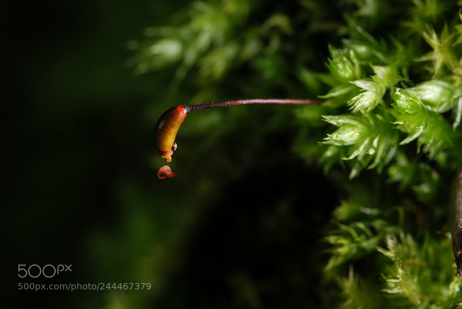 Nikon D80 sample photo. Sporophyte photography