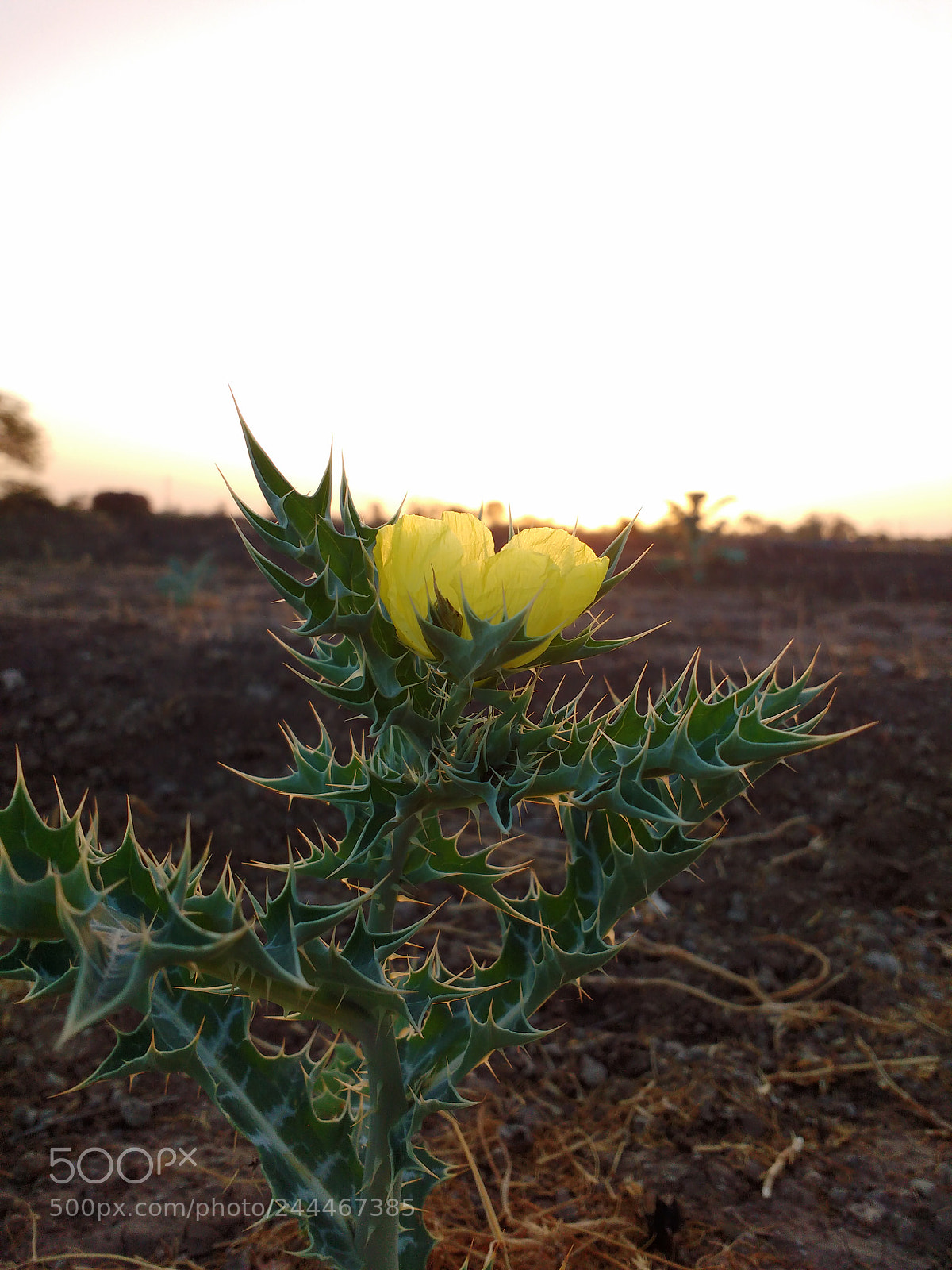 Motorola MotoG3 sample photo. Wild flower photography