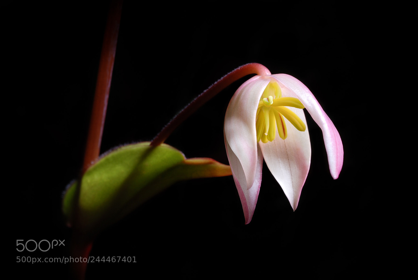Nikon D80 sample photo. Heliamphora in flower photography