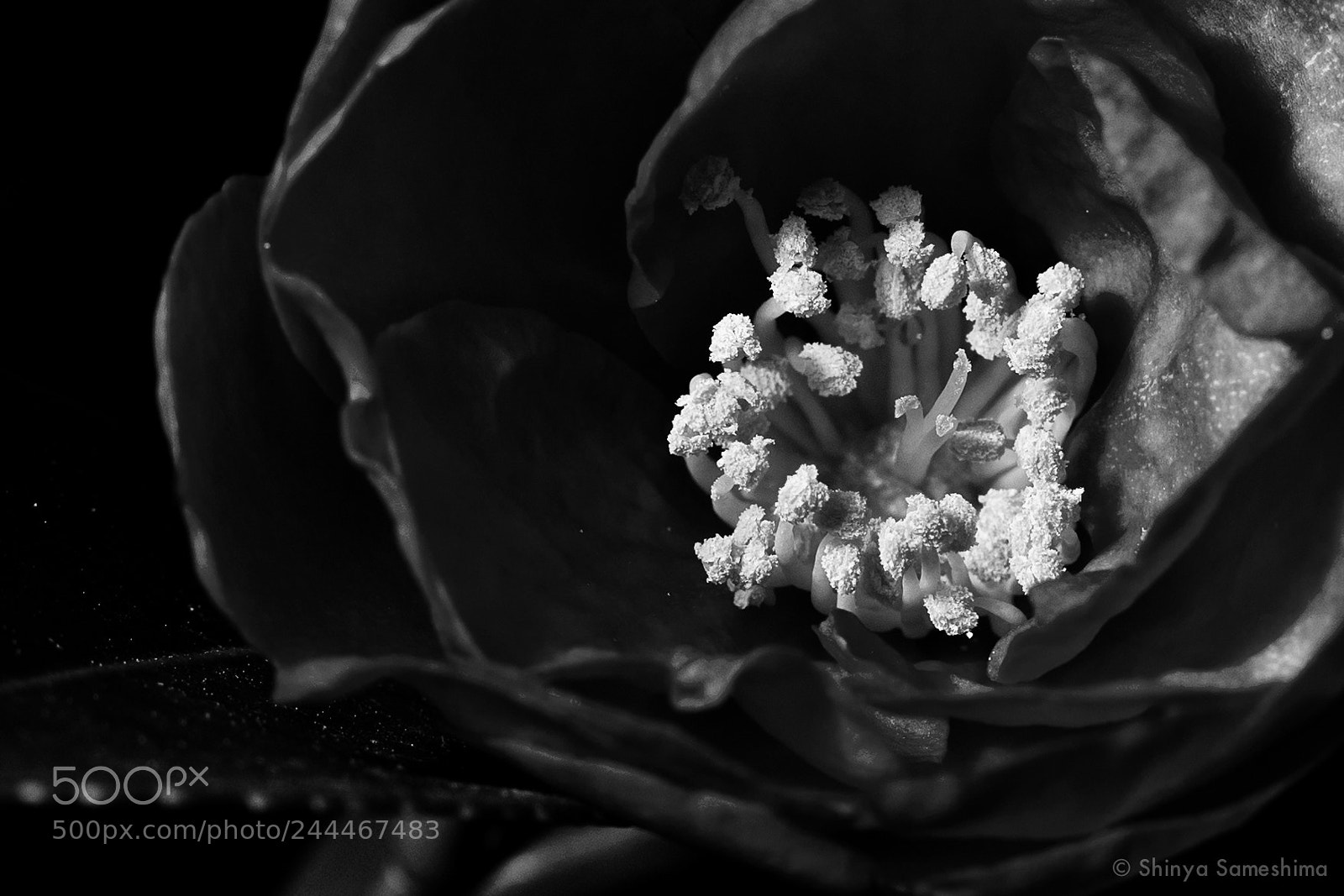 Nikon D800E sample photo. Camellia in the winter photography