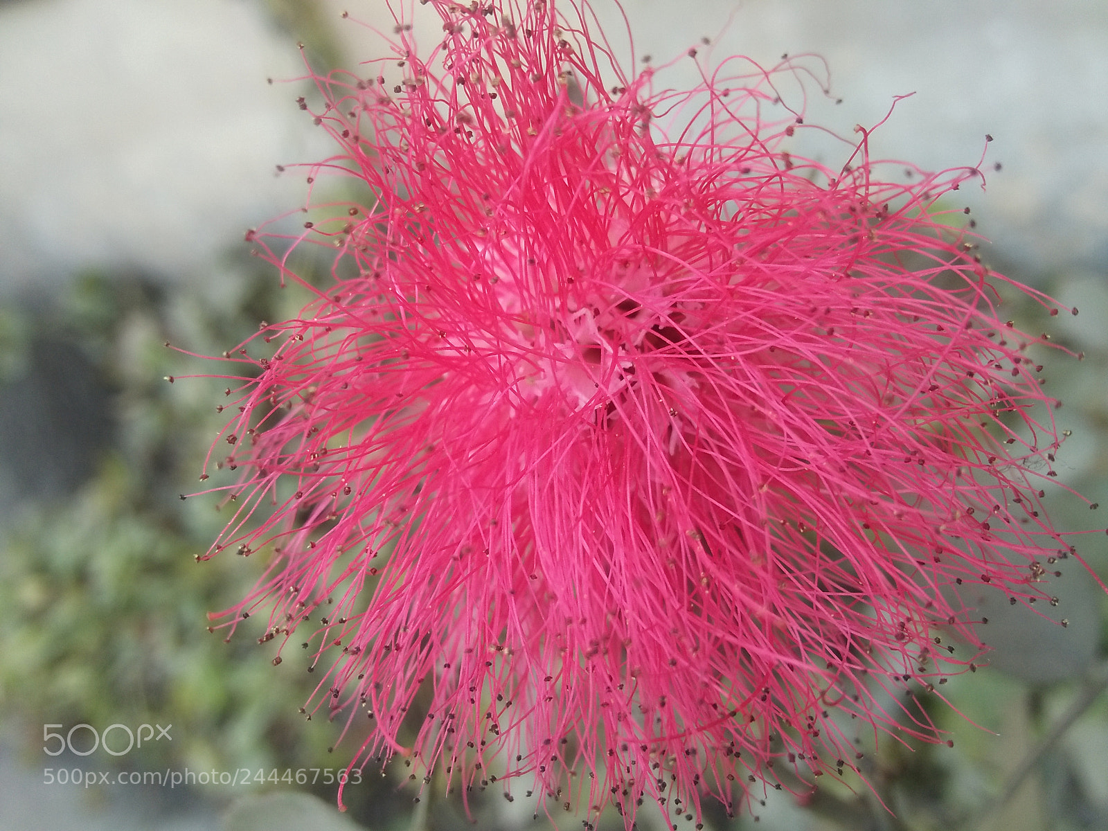 OPPO A37fw-International sample photo. Img photography