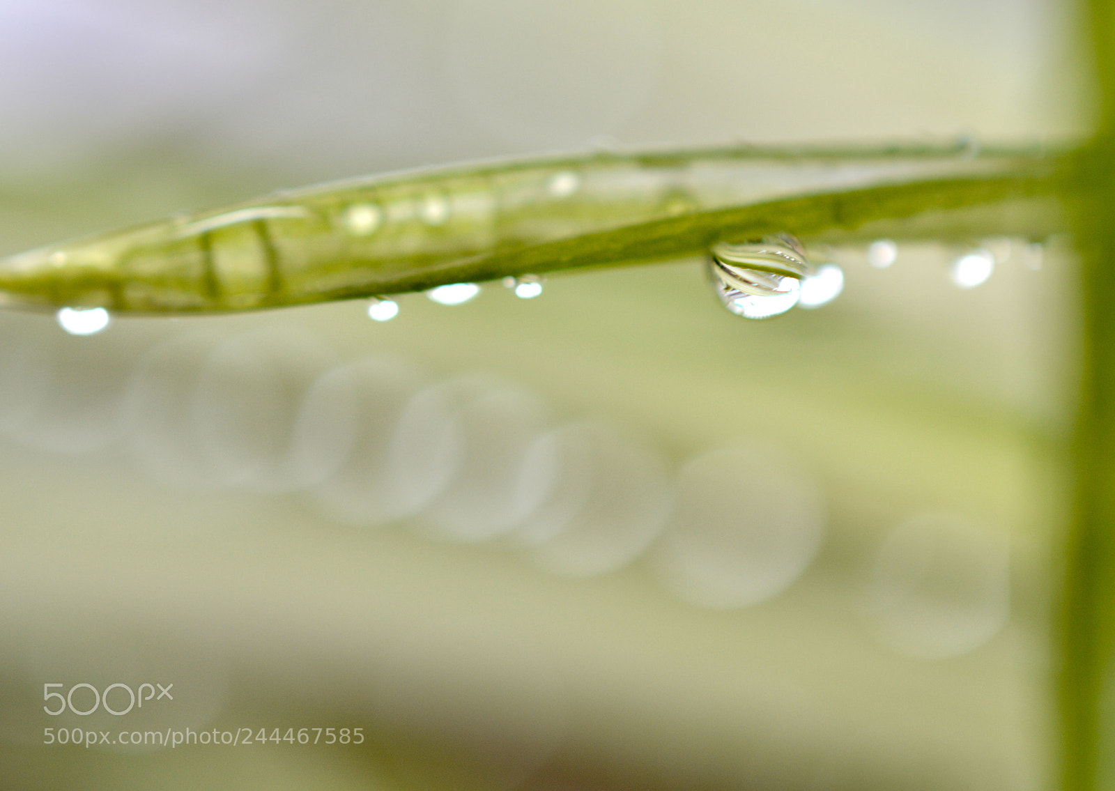Nikon D3200 sample photo. Drop photography