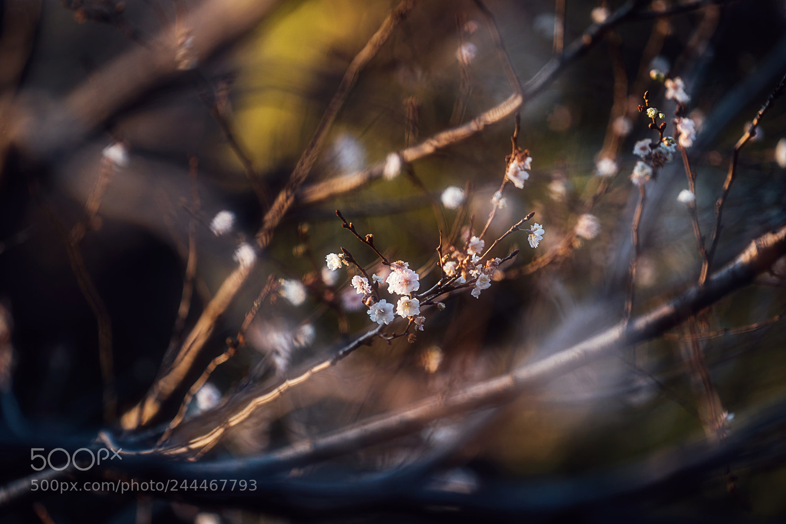 Sony a9 sample photo. Prelude for spring photography