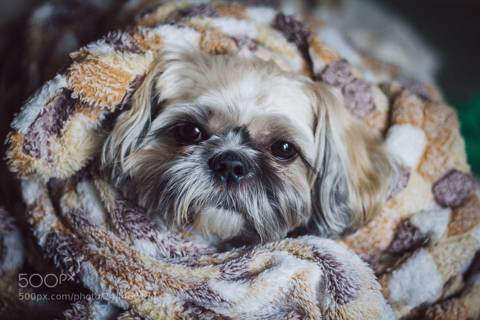 Canon EOS 60D sample photo. Tyoma photography